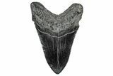 Fossil Megalodon Tooth - South Carolina #340141-1